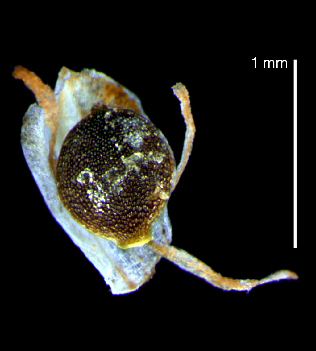 Isolepis cernua (hero image)