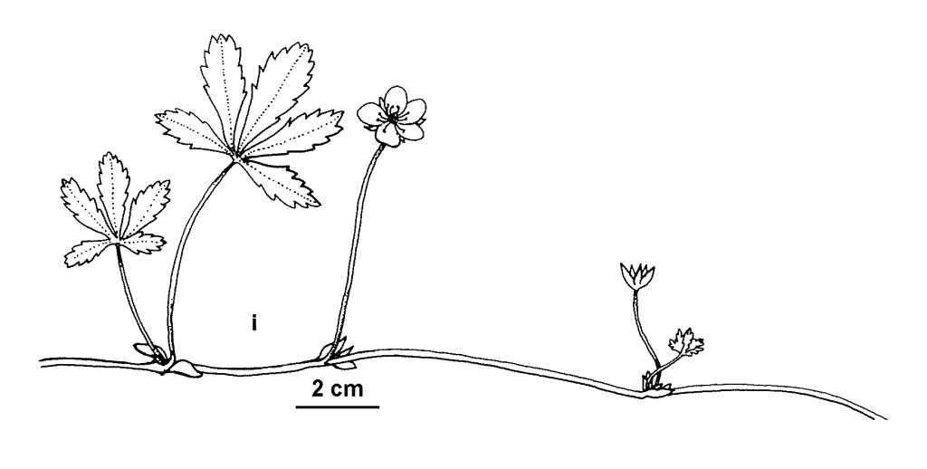 Potentilla reptans (hero image)