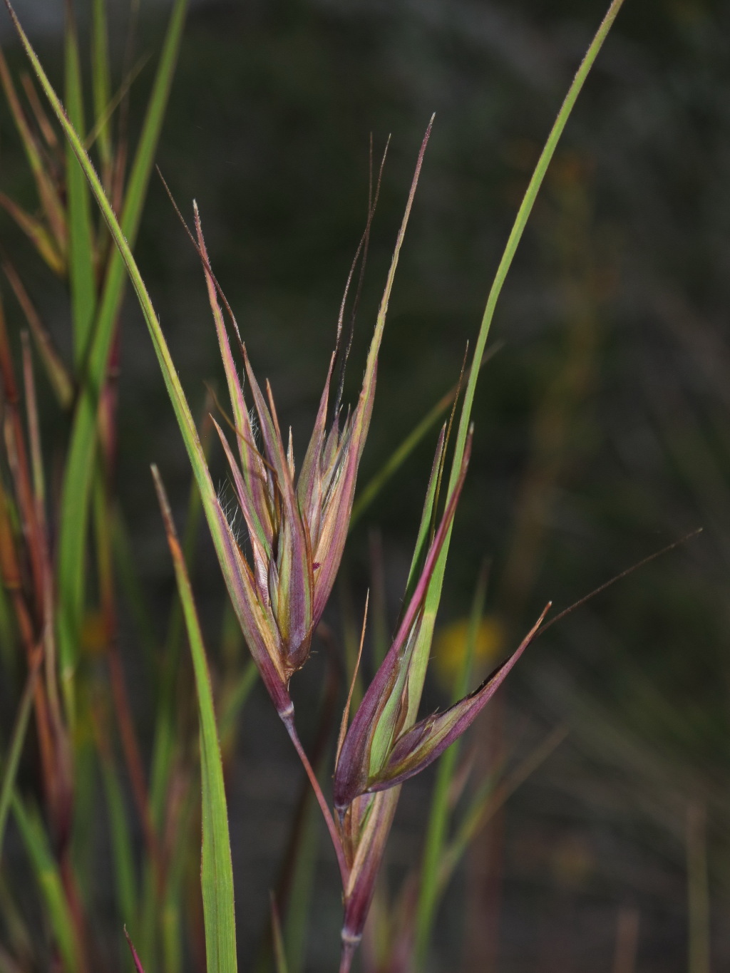 Themeda triandra (hero image)