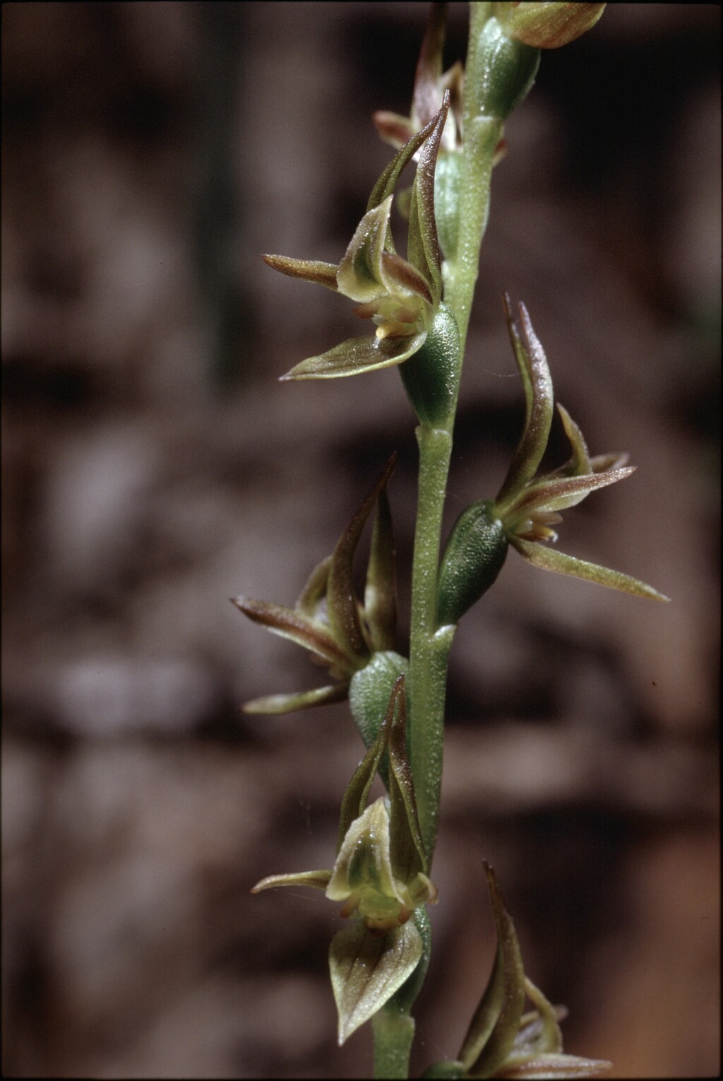 Prasophyllum subbisectum (hero image)