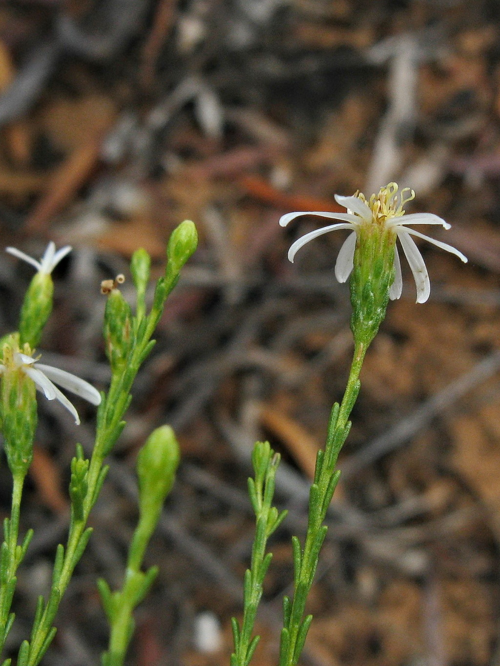 Olearia passerinoides (hero image)