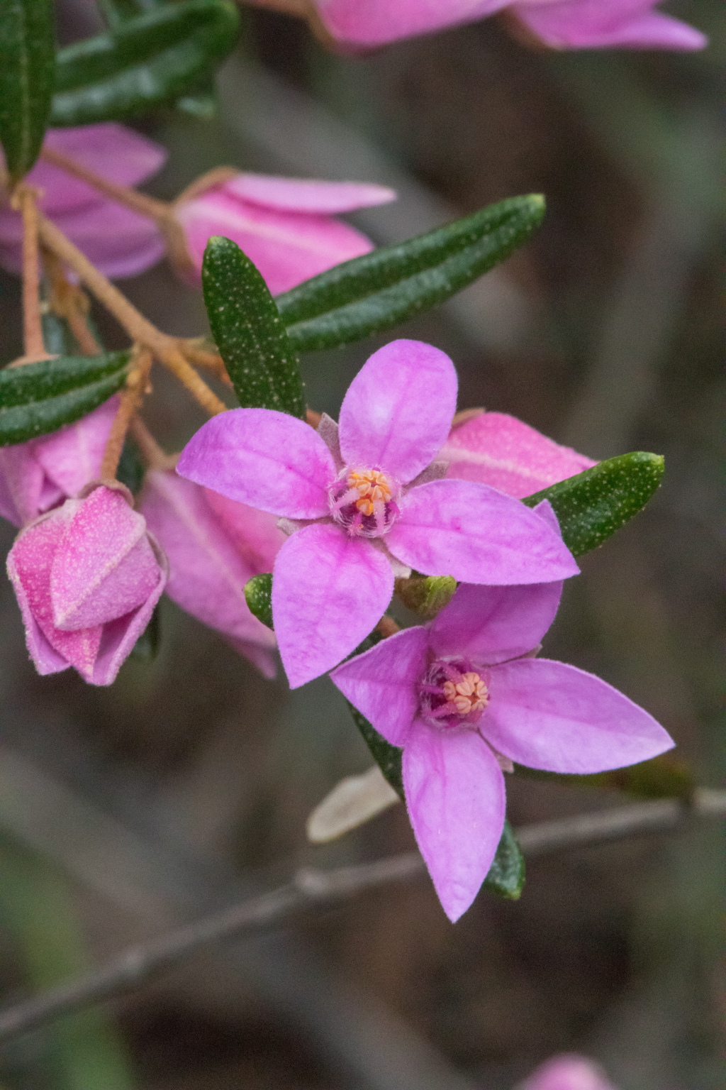 Boronia ledifolia (hero image)