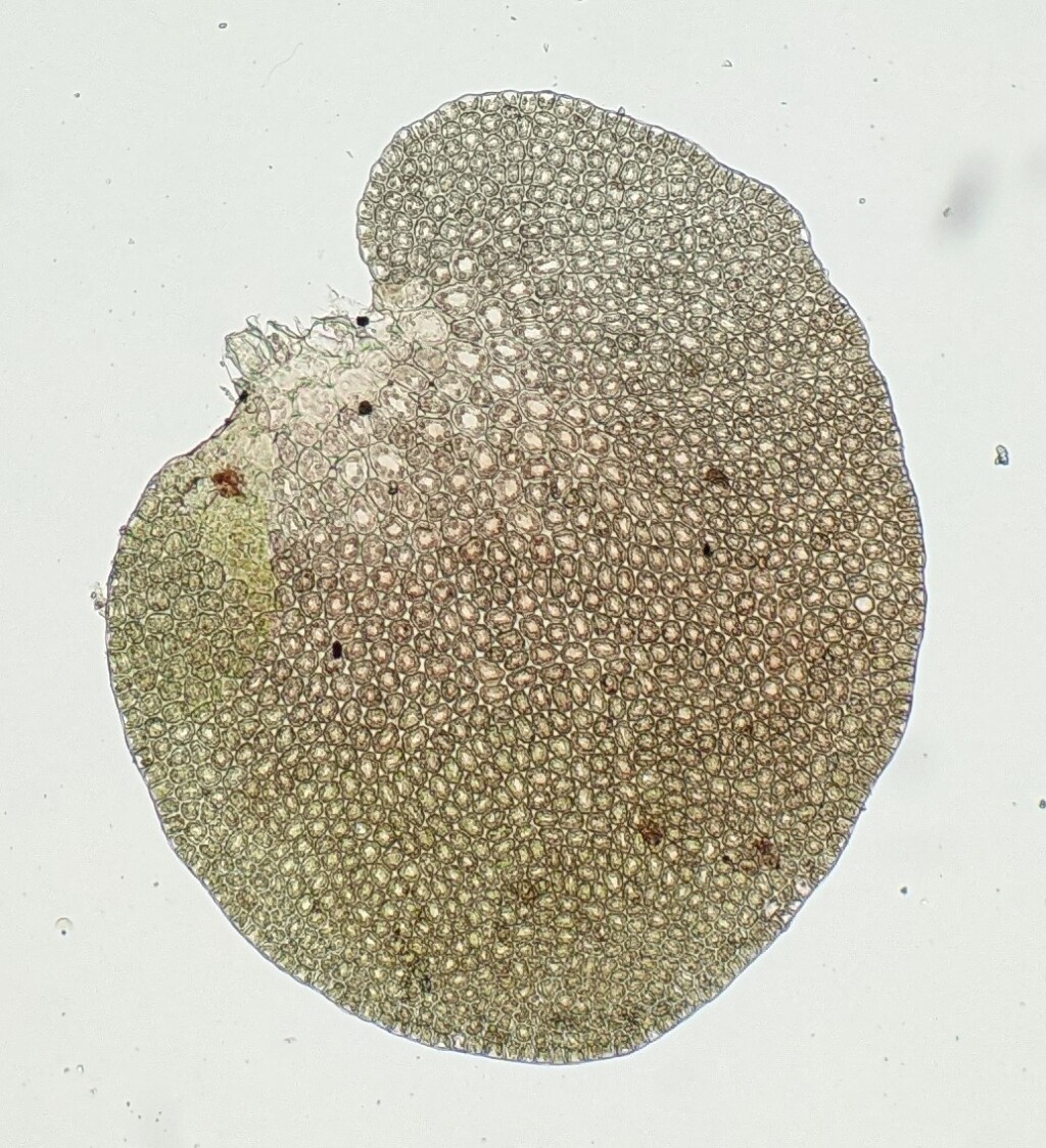 Frullania pentapleura (hero image)
