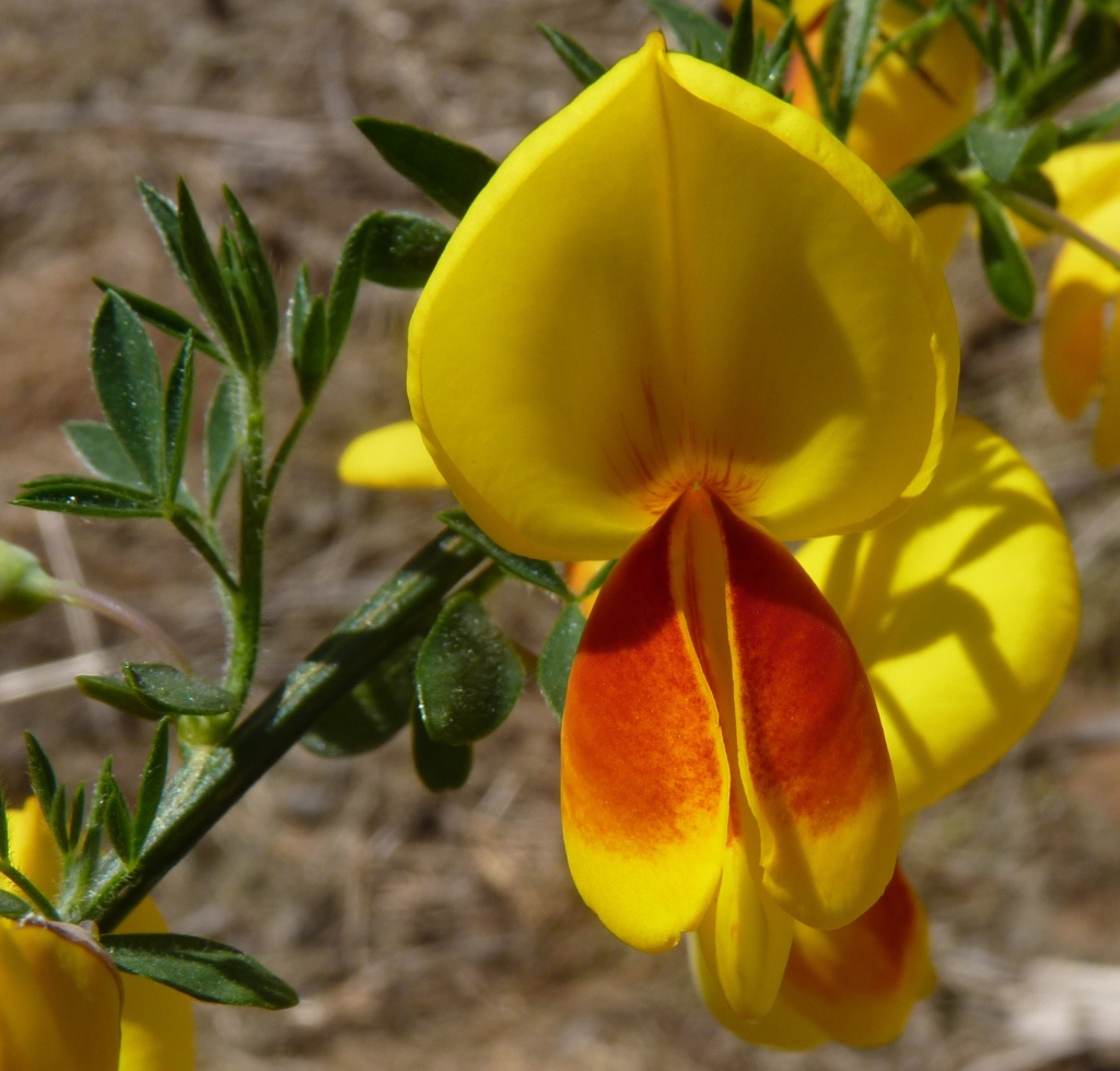 Cytisus scoparius (hero image)