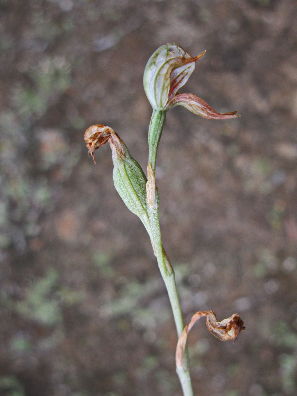Pterostylis aciculiformis (hero image)