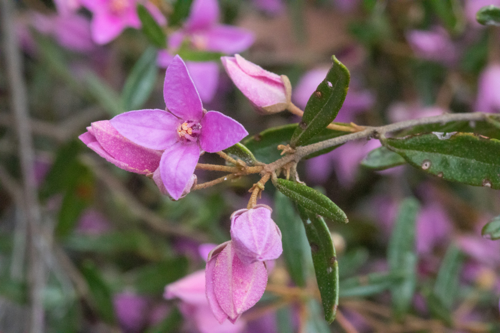 Boronia ledifolia (hero image)