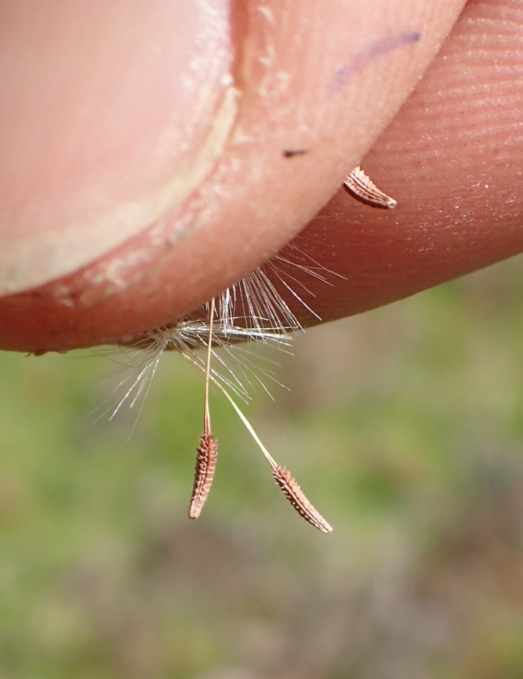 Taraxacum hepaticolor (hero image)