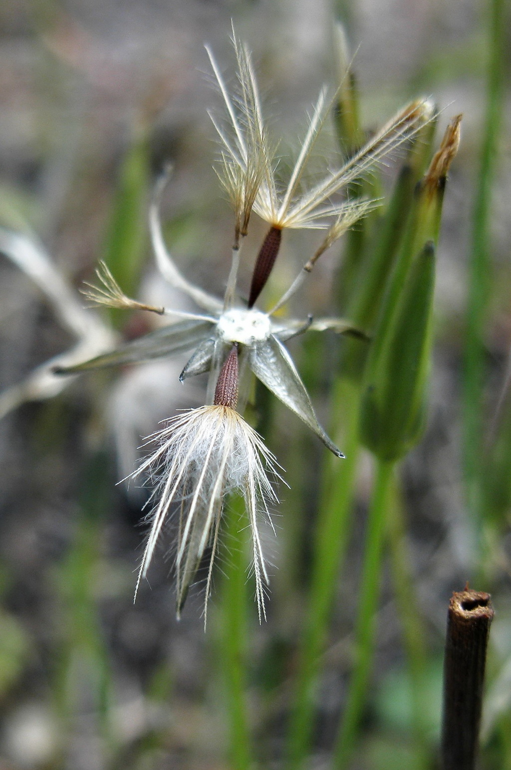 Hypochaeris glabra (hero image)