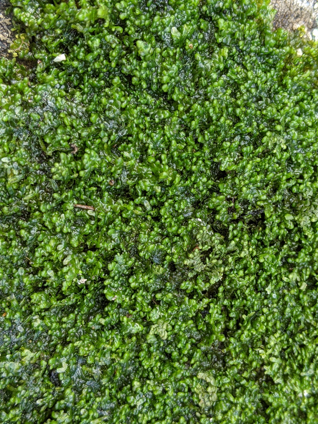Radulaceae (hero image)