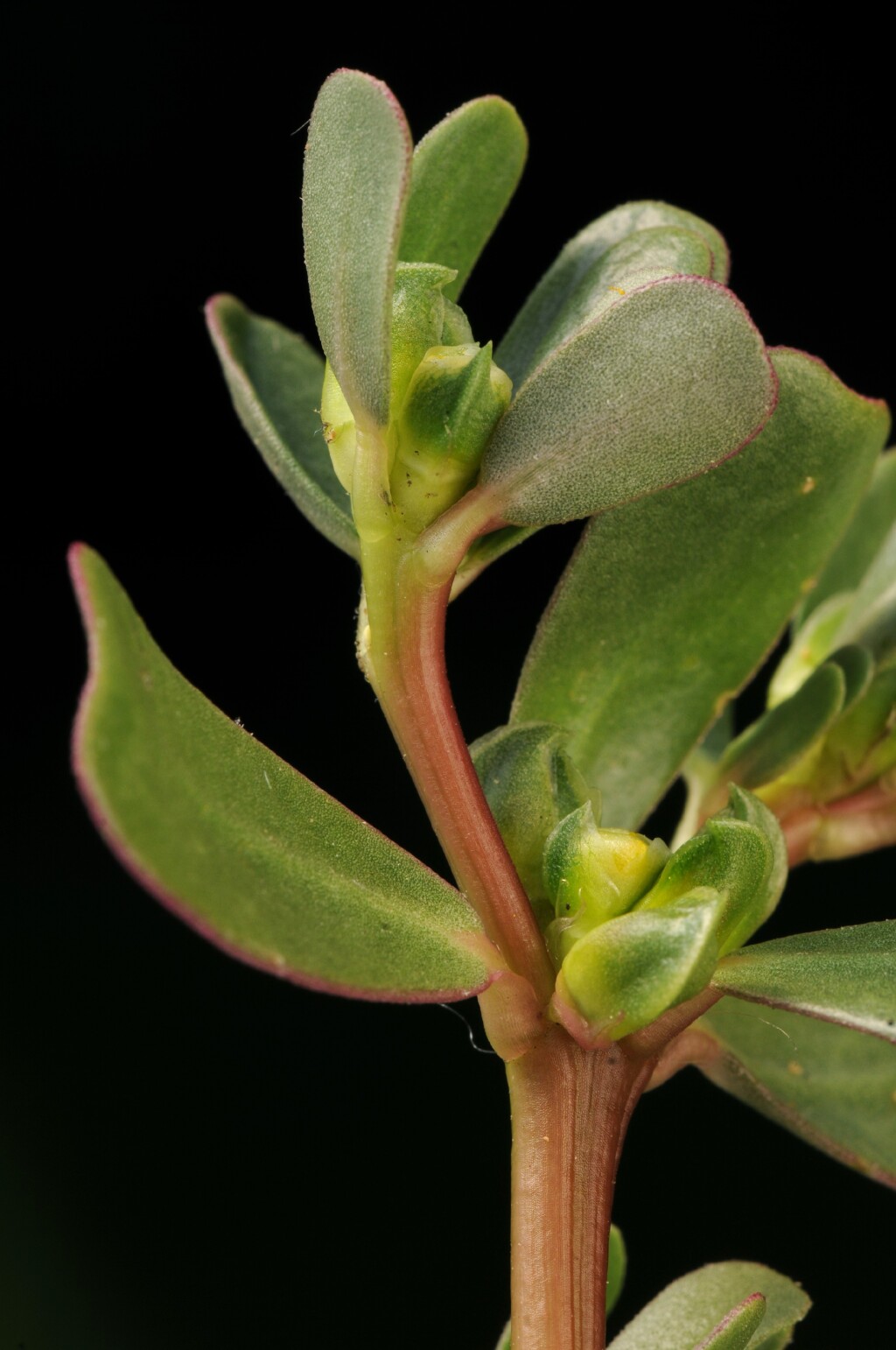 Portulaca oleracea (hero image)