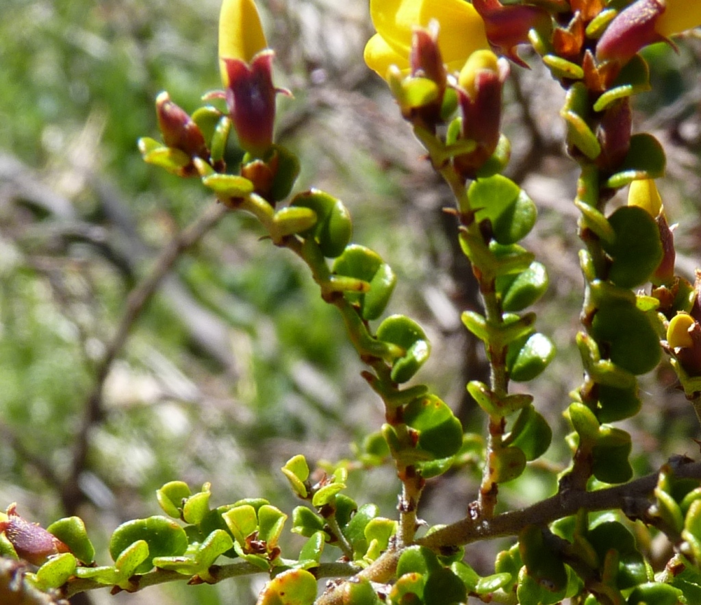 Bossiaea foliosa (hero image)