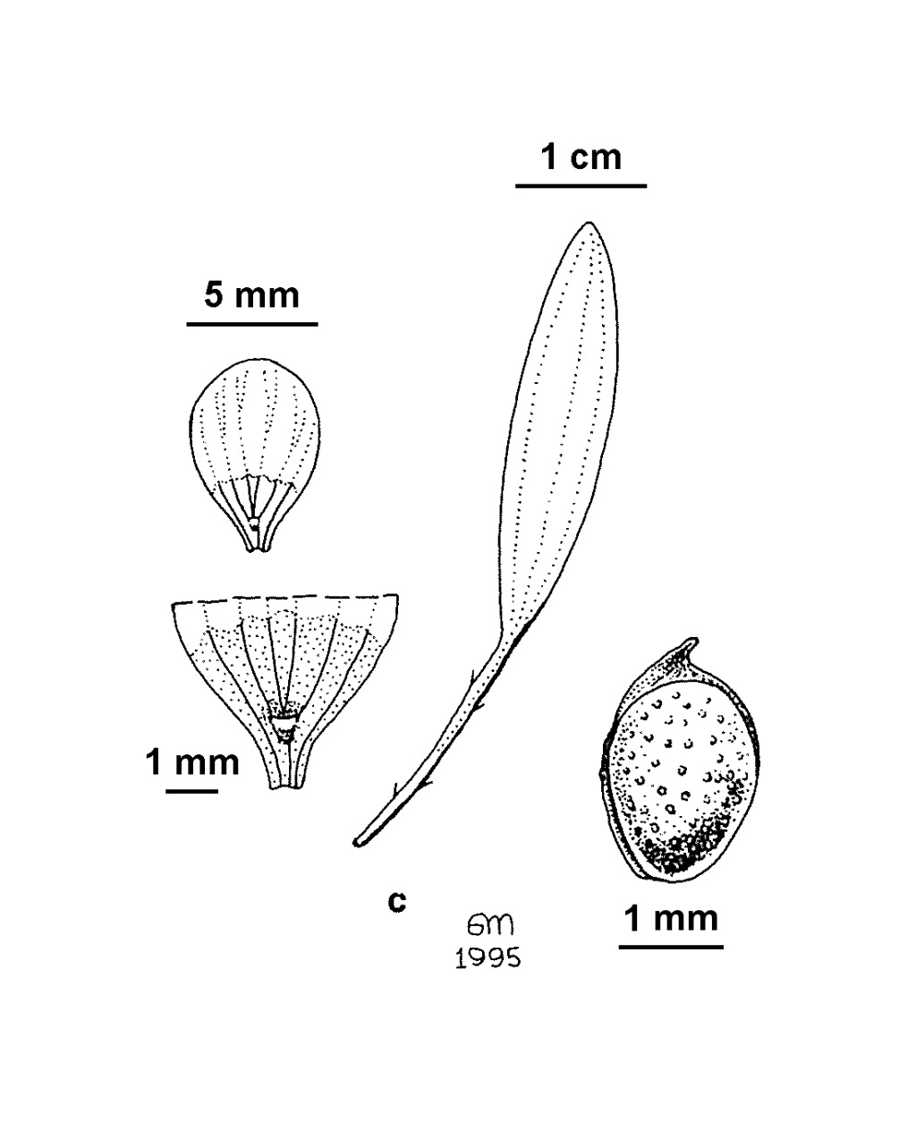 Ranunculus flammula (hero image)