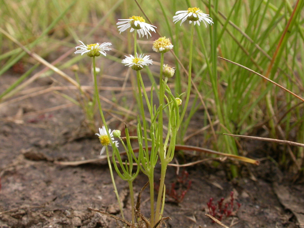 Brachyscome (hero image)