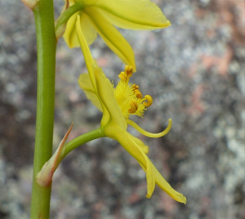 Bulbine glauca (hero image)