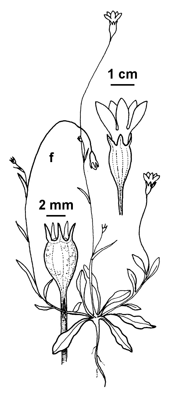 Wahlenbergia tumidifructa (hero image)