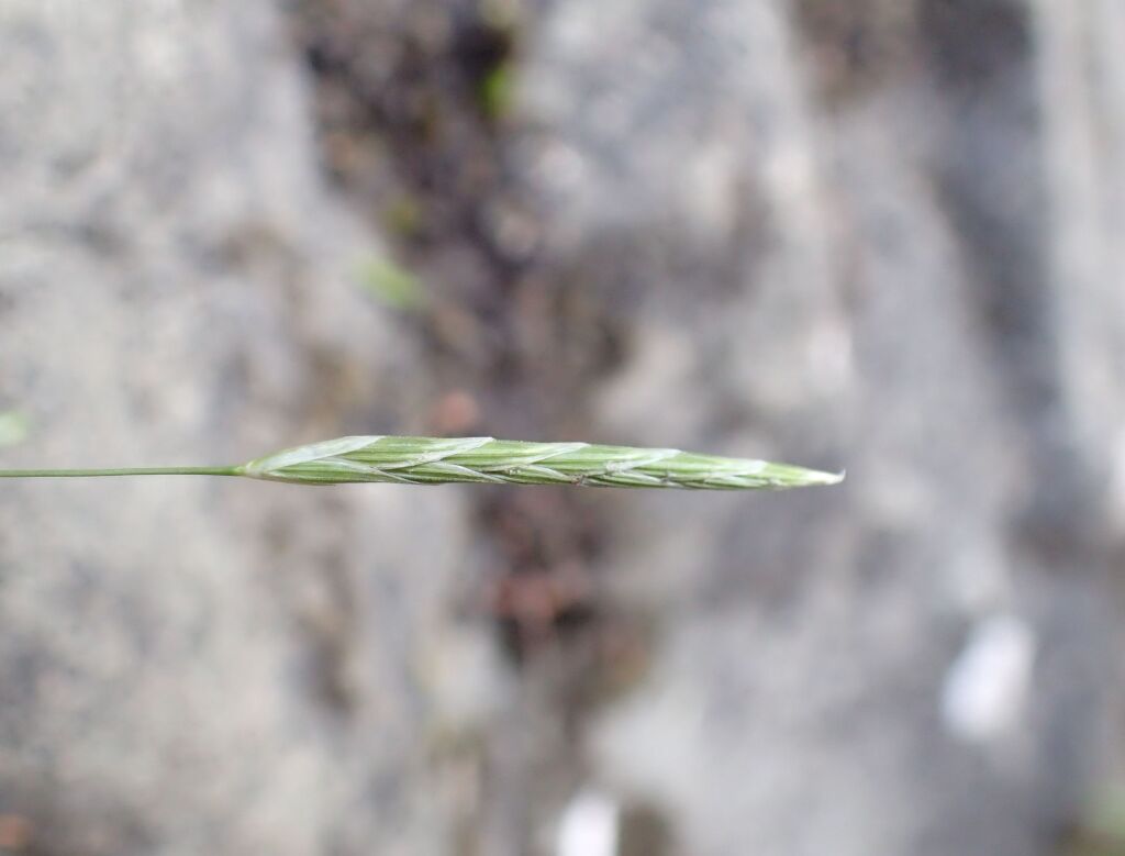 Glyceria fluitans (hero image)