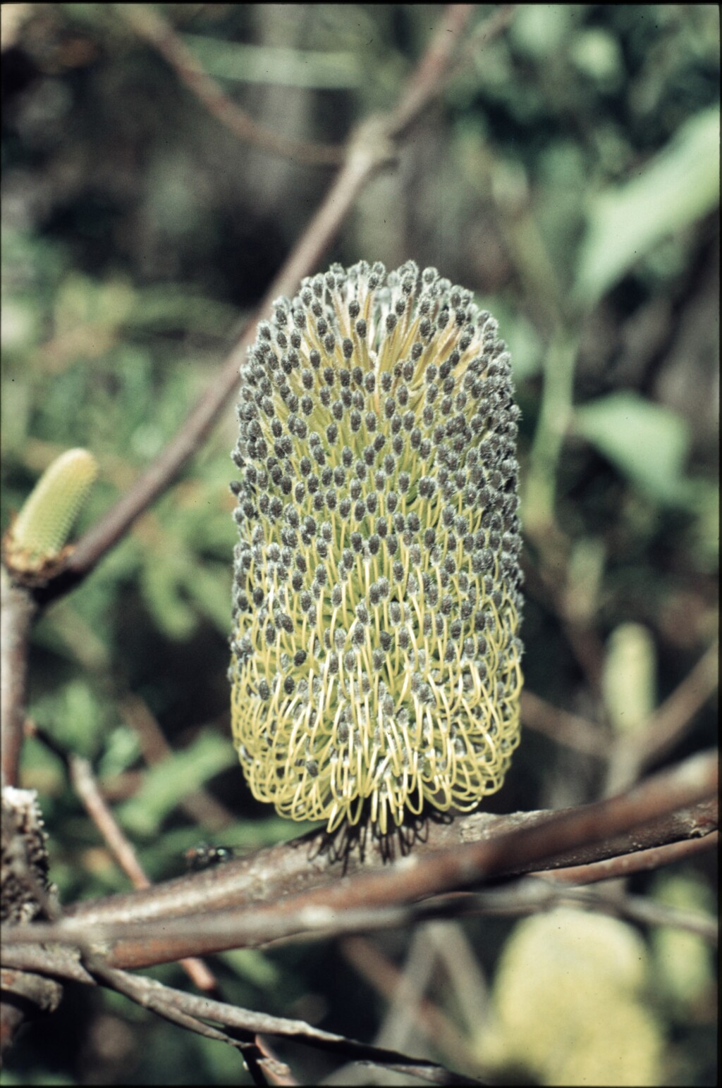 Banksia canei (hero image)