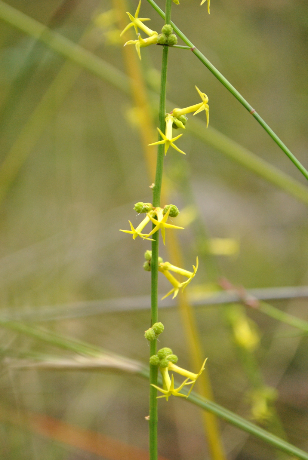 Celastraceae (hero image)