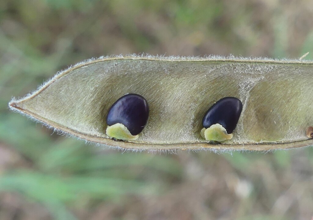 Chamaecytisus (hero image)