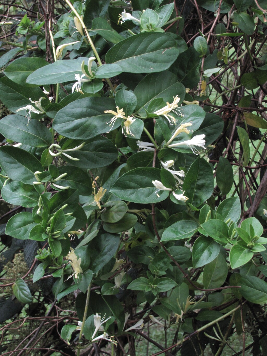 Lonicera japonica (hero image)