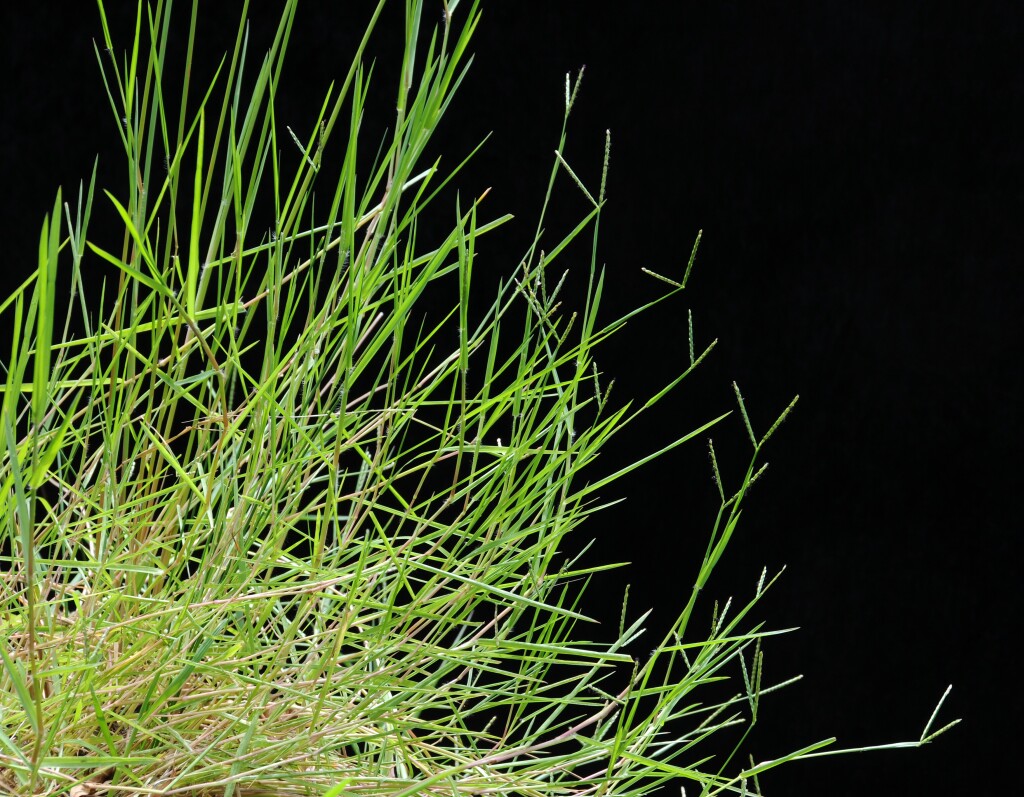 Paspalum distichum (hero image)