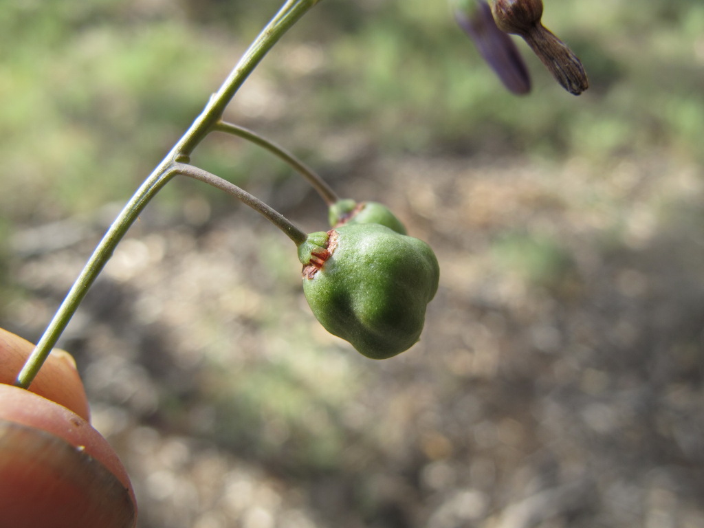 Dianella porracea (hero image)