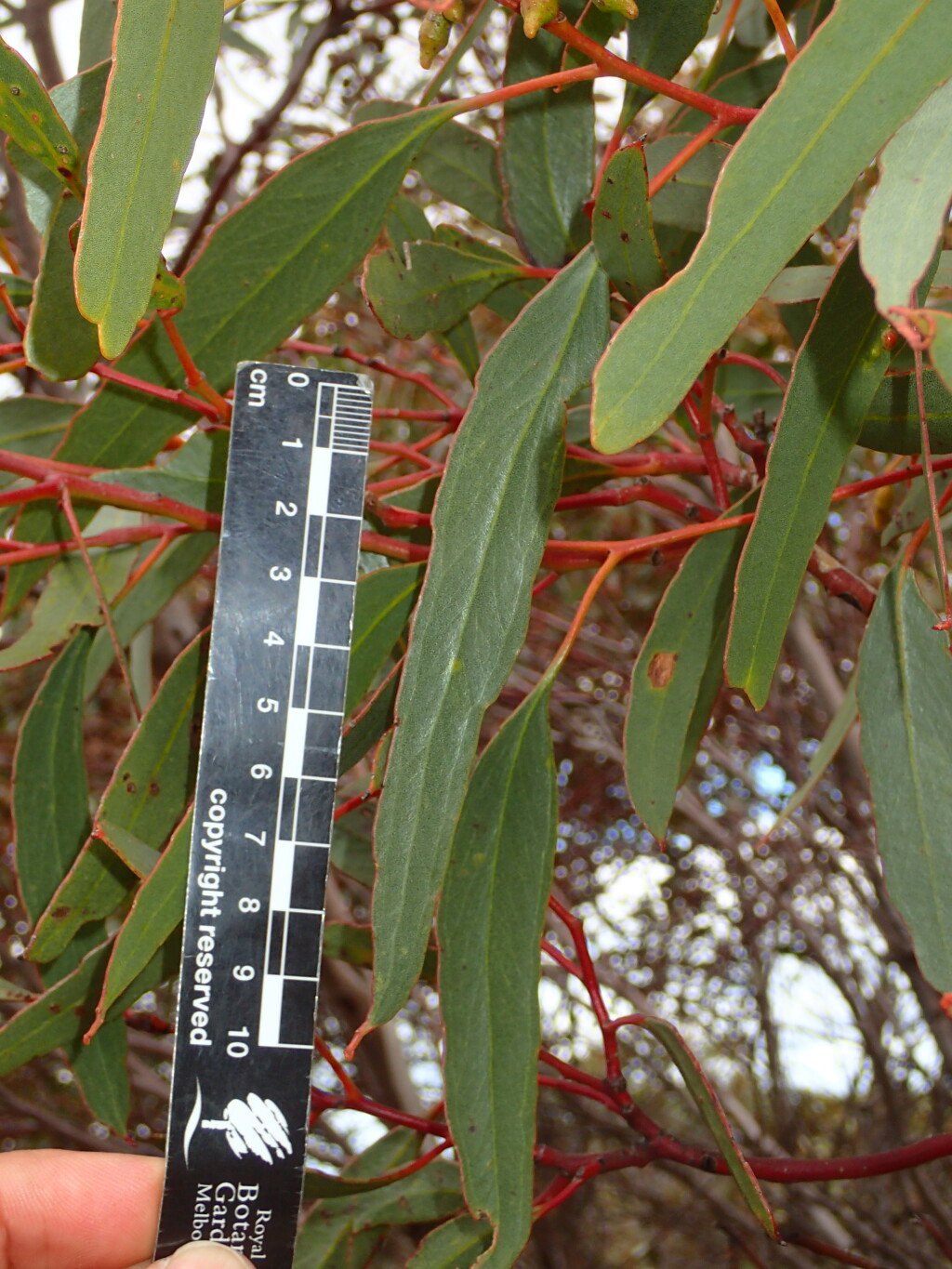Eucalyptus costata subsp. murrayana (hero image)