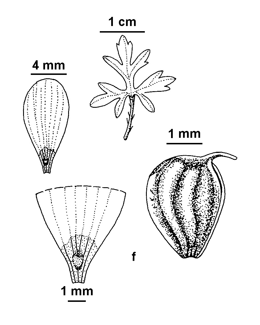 Ranunculus glabrifolius (hero image)