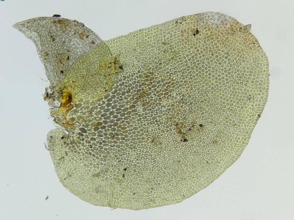 Frullania spinigastria (hero image)