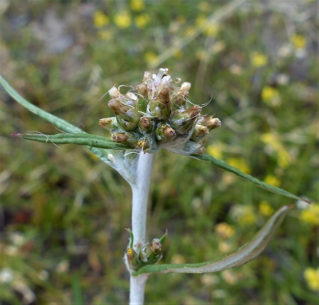 Euchiton involucratus (hero image)