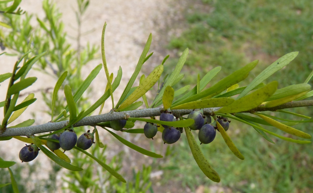 Melicytus dentatus (hero image)