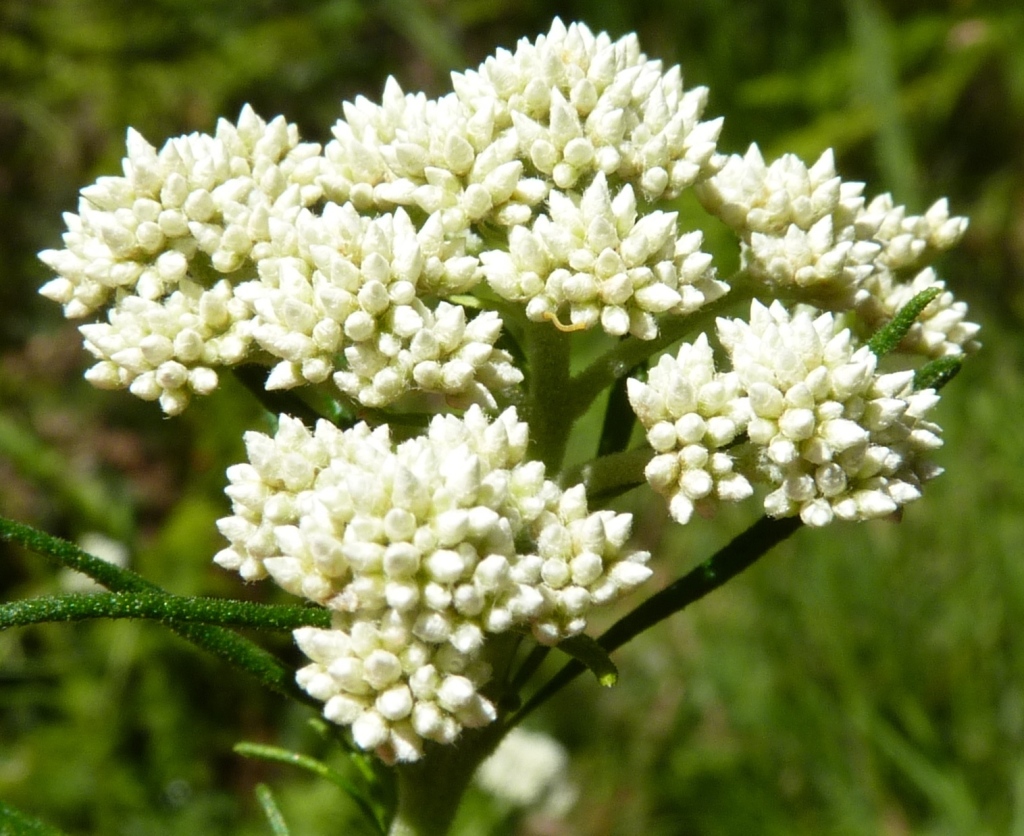 Cassinia aculeata subsp. aculeata (hero image)