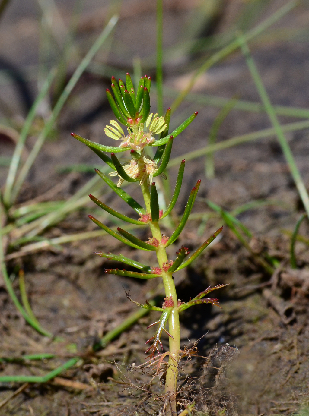 Myriophyllum (hero image)