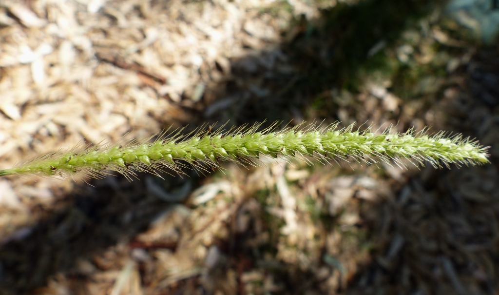 Setaria viridis (hero image)