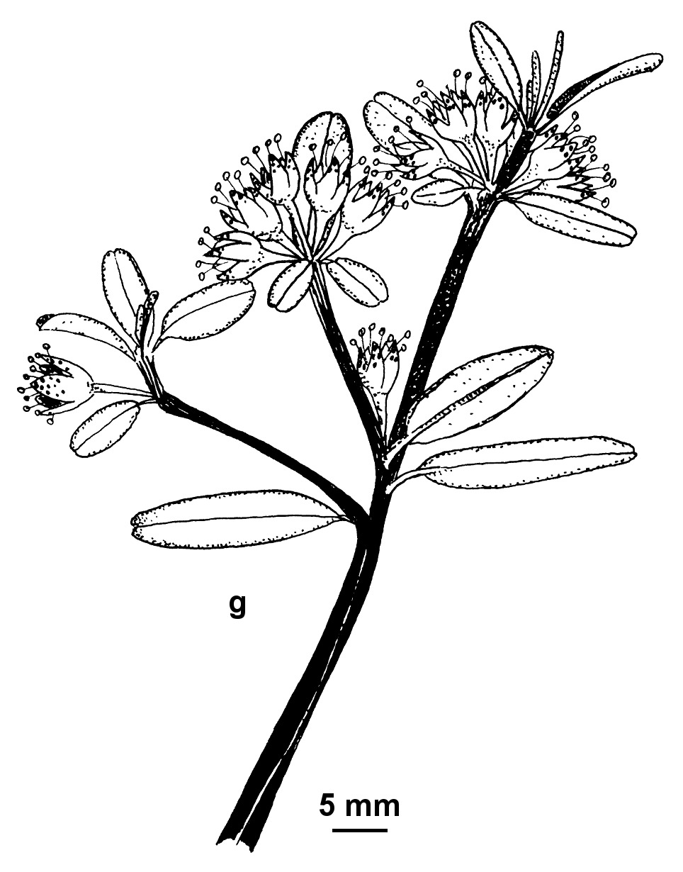 Phebalium squamulosum subsp. argenteum (hero image)