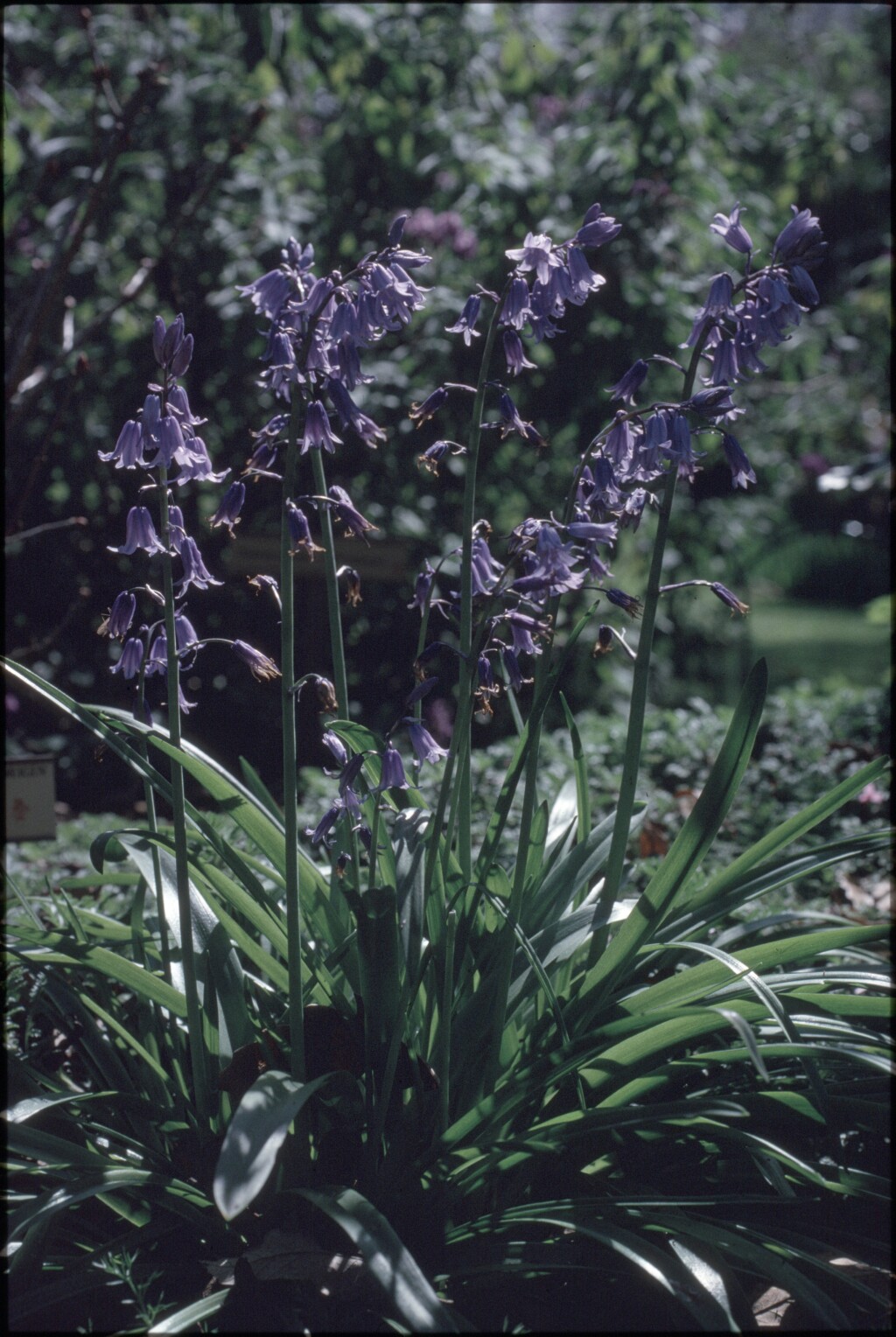 Hyacinthoides non-scripta (hero image)