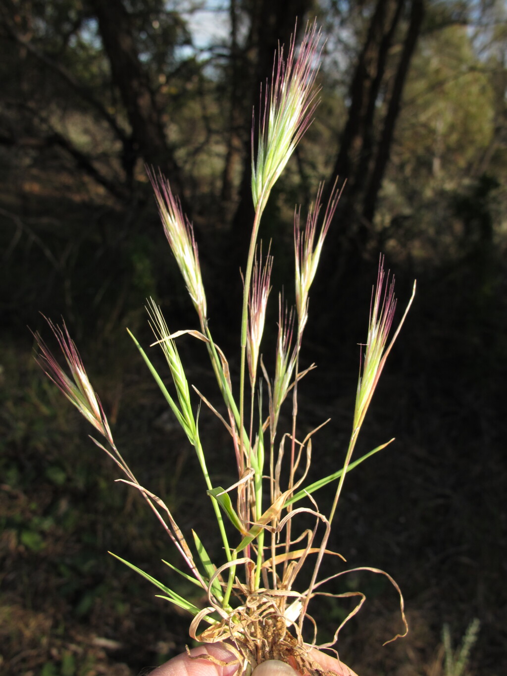 Bromus rubens (hero image)