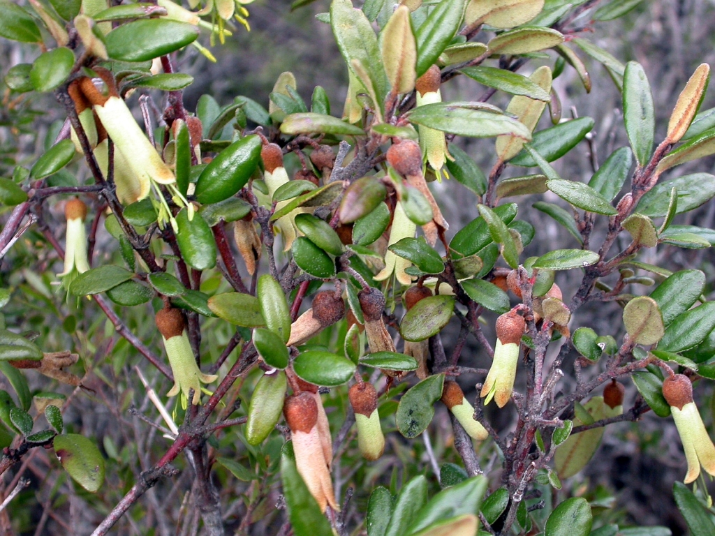 Correa lawrenceana var. grampiana (hero image)