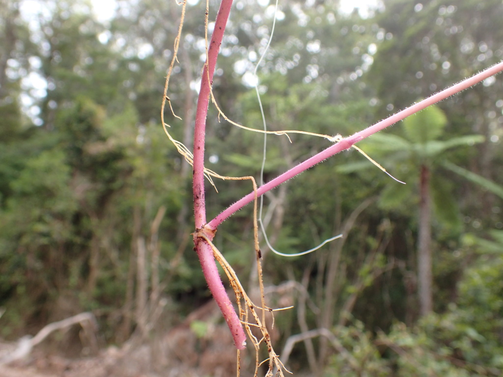 Veronica grosseserrata (hero image)