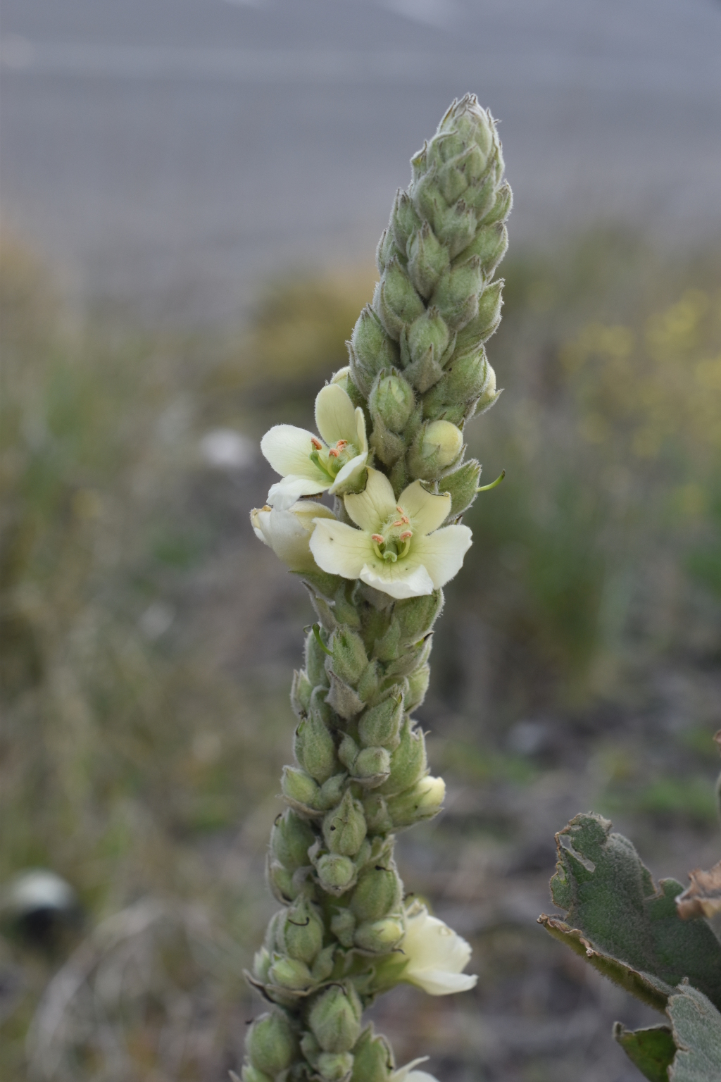 Verbascum thapsus subsp. thapsus (hero image)