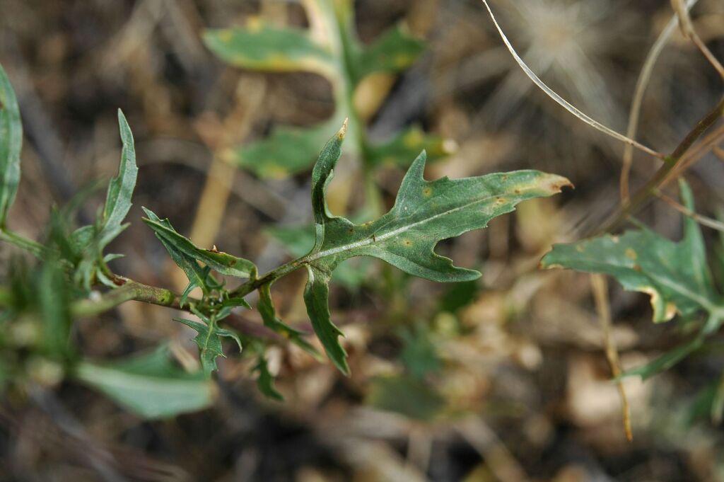 Sisymbrium irio (hero image)