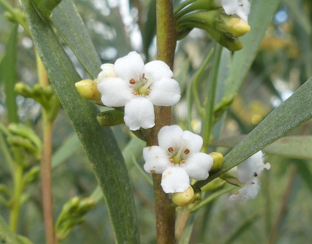 Myoporum montanum (hero image)