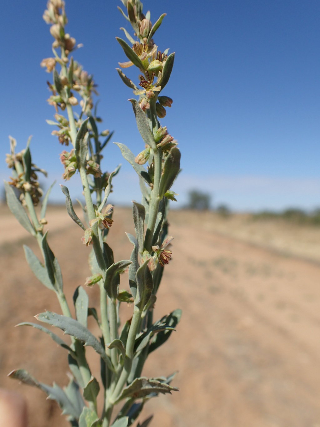 Haloragis glauca (hero image)