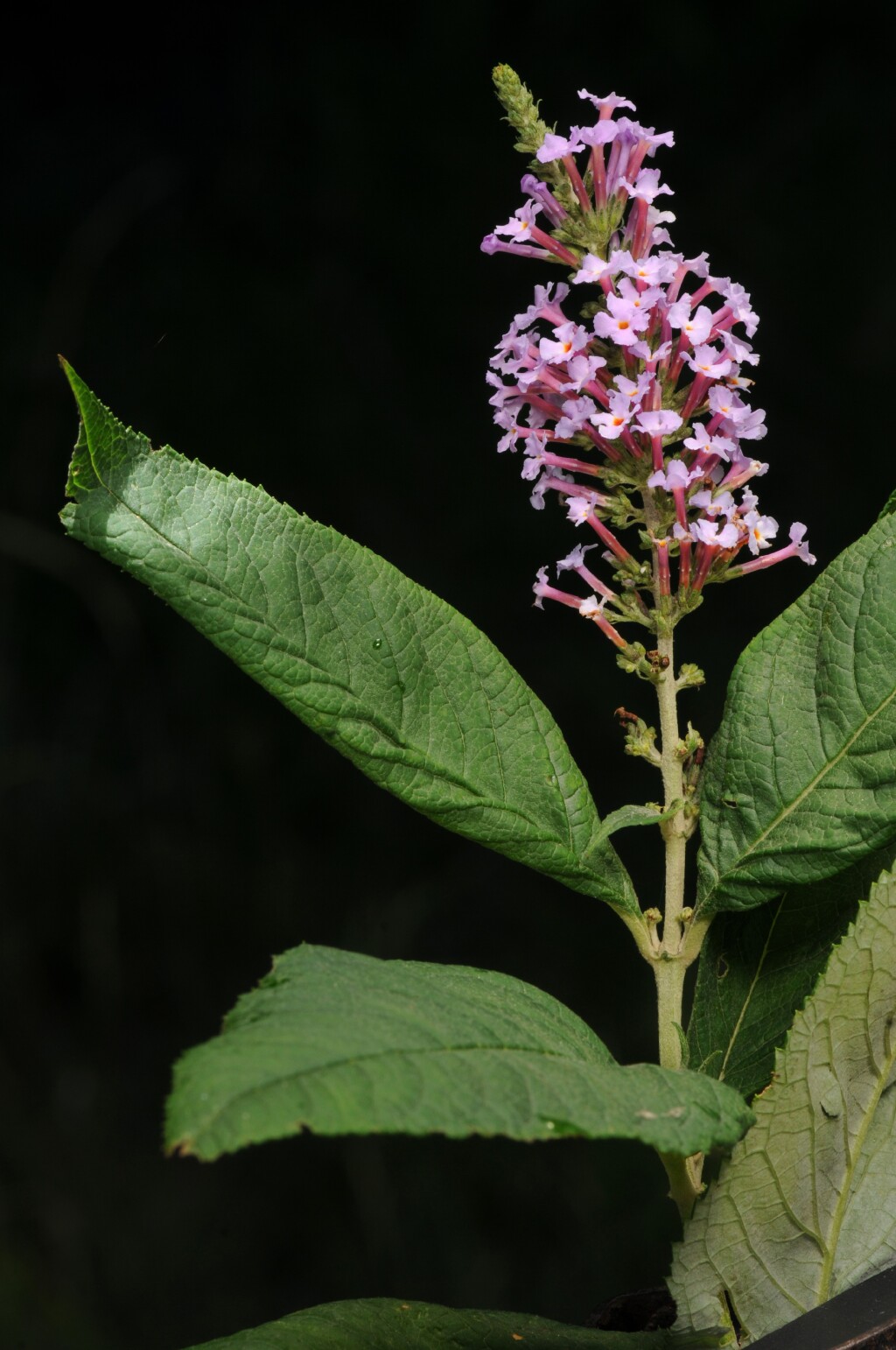 Buddleja (hero image)