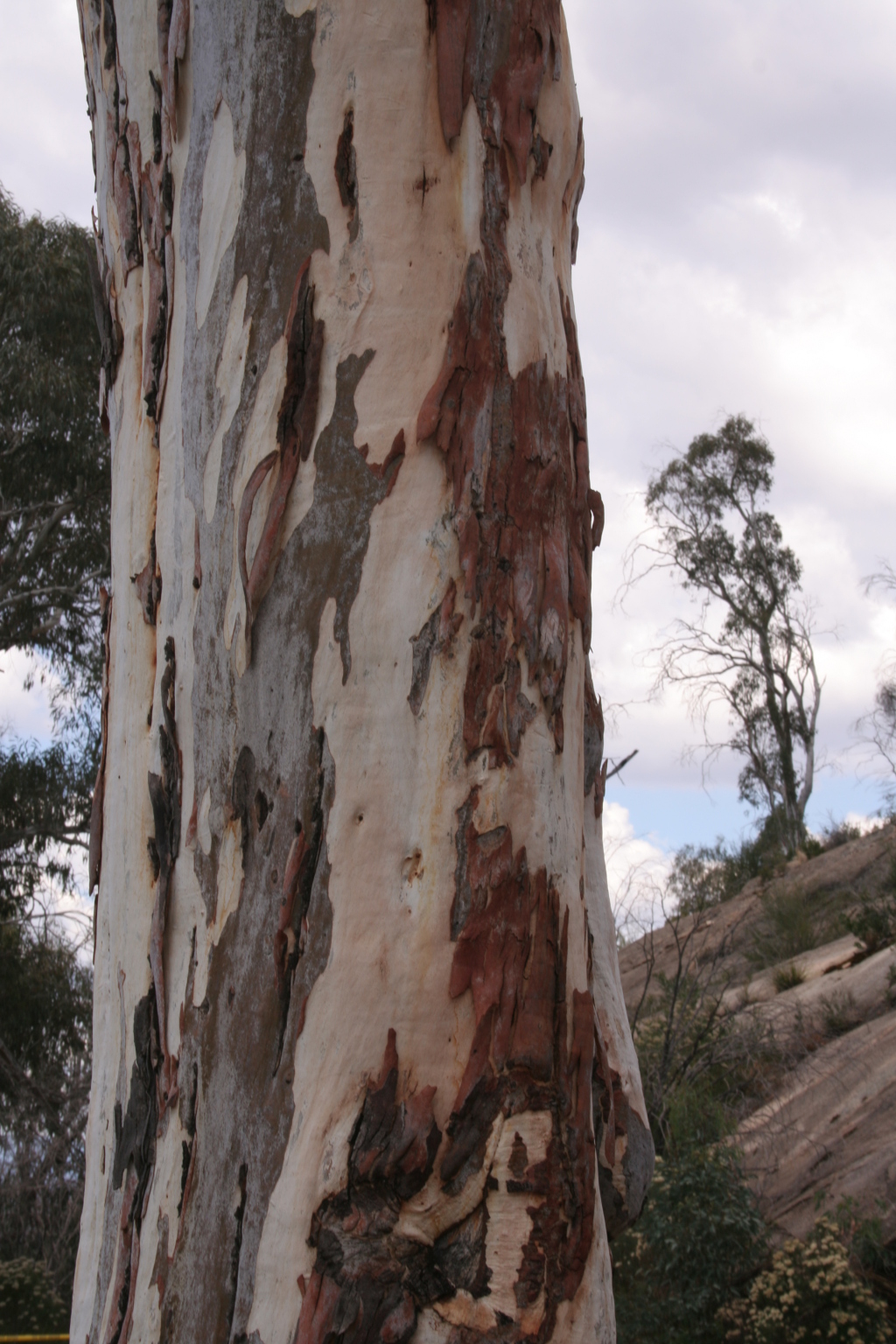 Eucalyptus mannifera (hero image)