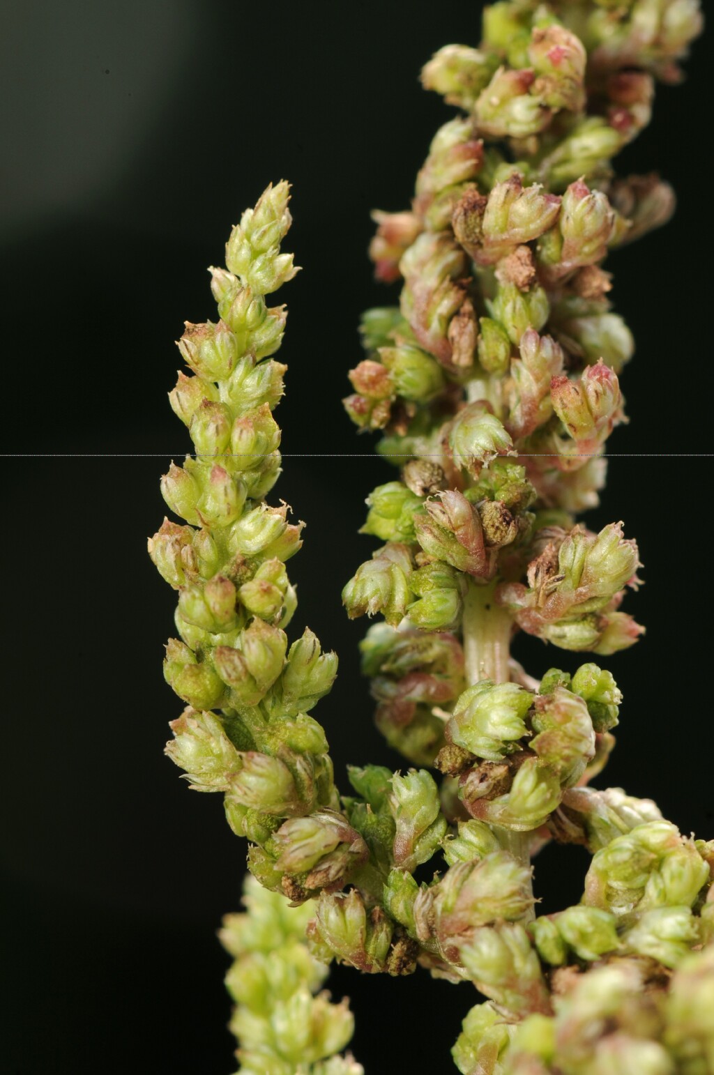 Amaranthus viridis (hero image)