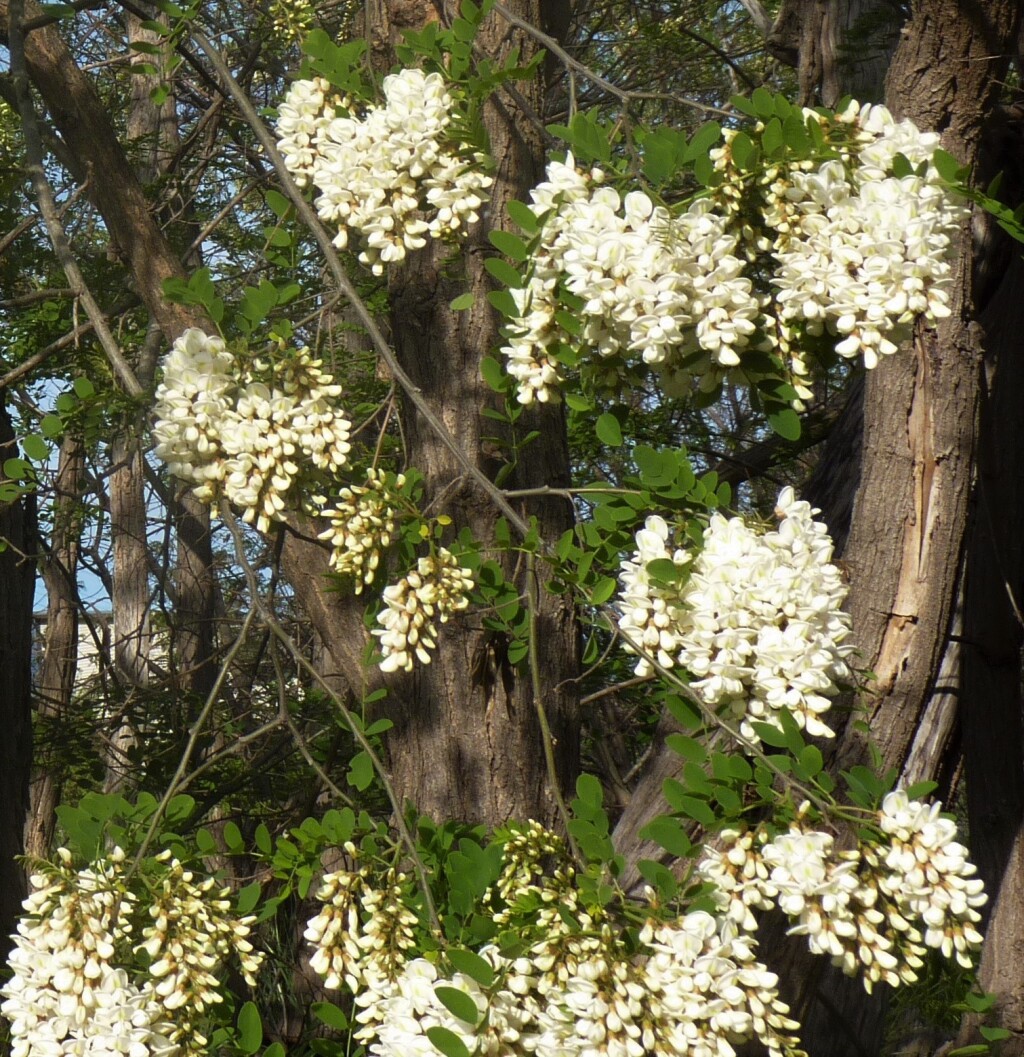 Robinia (hero image)