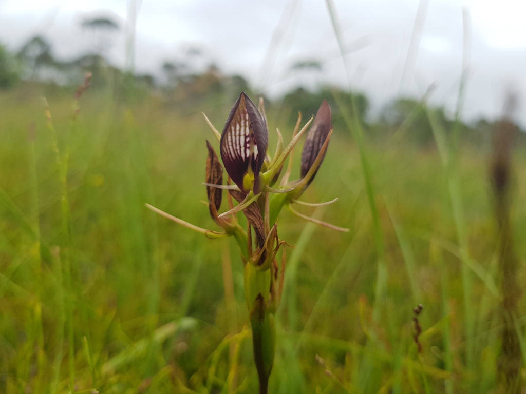 Cryptostylis erecta (hero image)