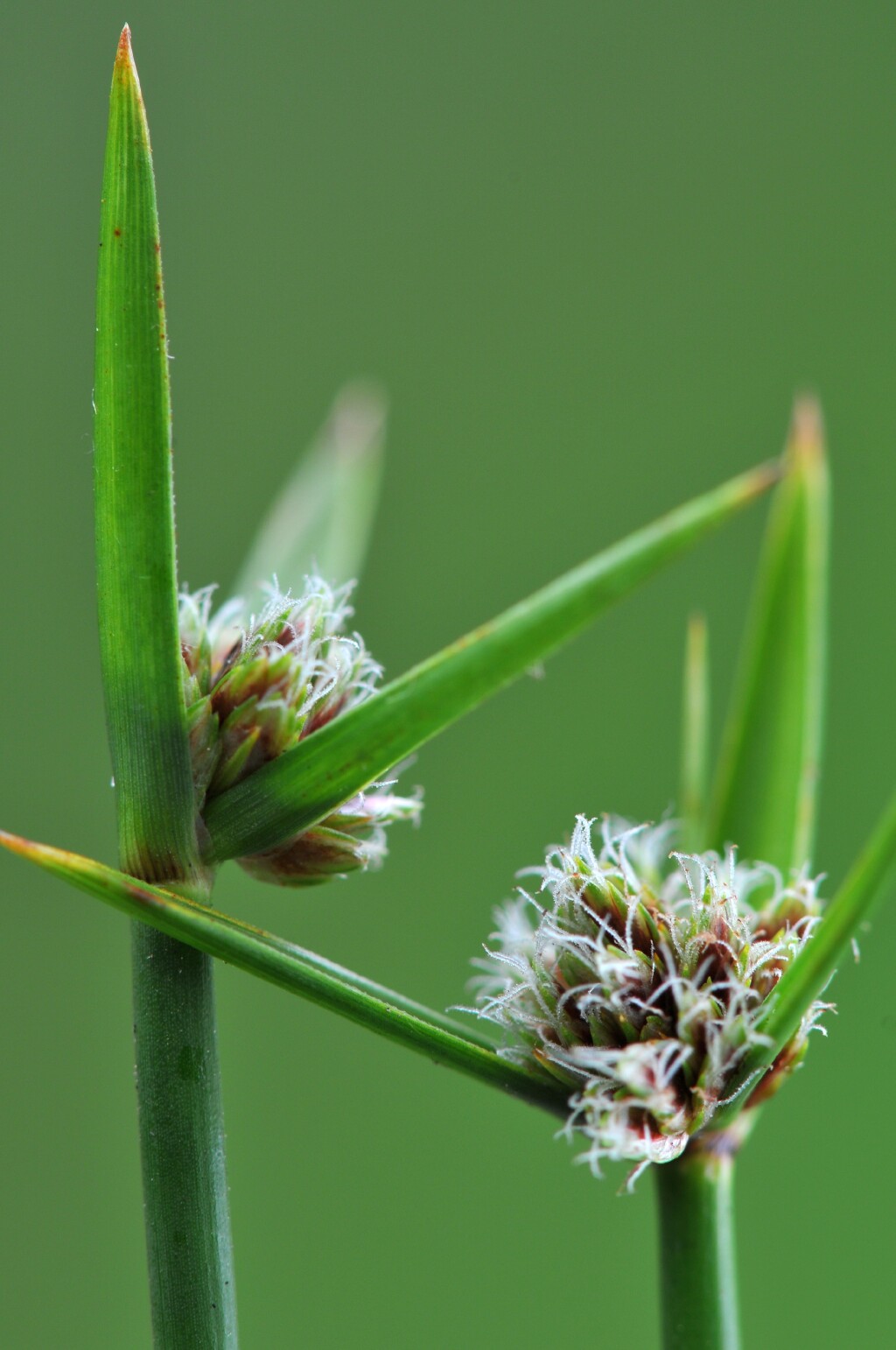 Cyperus gymnocaulos (hero image)