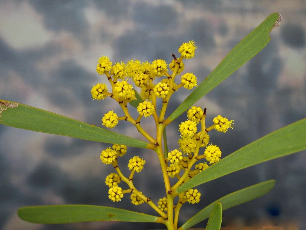 Acacia hakeoides (hero image)